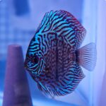Blue Tiger Carnation Turquoise Discus photo review