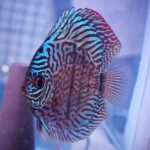 Blue Tiger Carnation Turquoise Discus photo review
