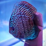 Blue Tiger Carnation Turquoise Discus photo review