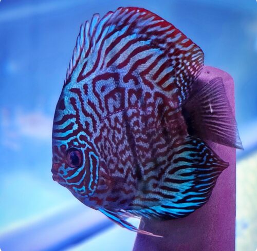 Blue Tiger Carnation Turquoise Discus photo review