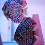 Blue Tiger Turquoise Discus photo review