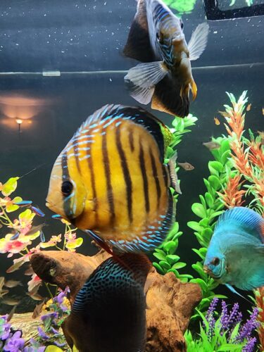 Wild Mangal Discus photo review