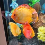 Golden Melon Throwback Discus photo review