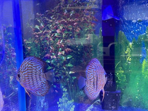 Red Tiger Turquoise Discus photo review