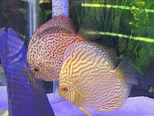 Golden Leopard Discus, Light Base photo review