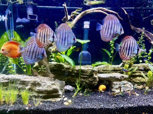 Reflection D Discus photo review