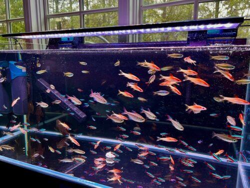 Cardinal Tetra (As seen at National Aquarium), Fat AAA Grade photo review