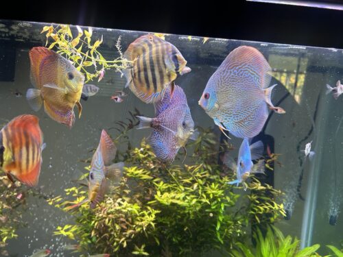Red Snakeskin (14-Bar) Discus, Green Base photo review