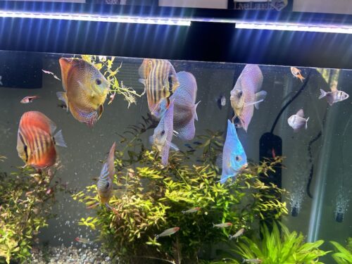 Red F1 Heckel x Alenquer Discus photo review