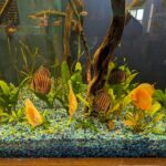 Albino Golden Discus photo review