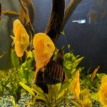 Albino Golden Discus photo review