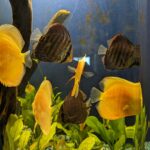 Albino Golden Discus photo review