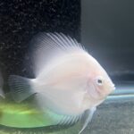 Snow White Discus photo review