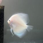 Snow White Discus photo review