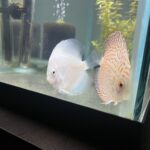 Snow White Discus photo review