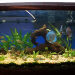 Striated Cobalt Discus photo review