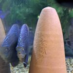 Blue Carnation Turquoise Discus photo review