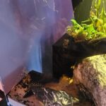 Snowball Plecostomus L102 photo review