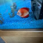 Fiamma Rossa Discus photo review