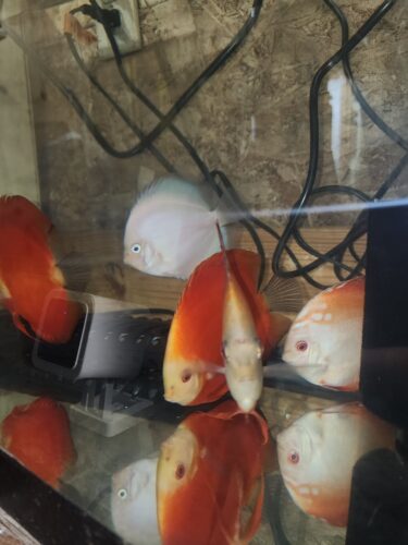 Snow White Discus photo review