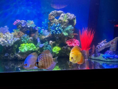 Red Tiger Turquoise Discus photo review