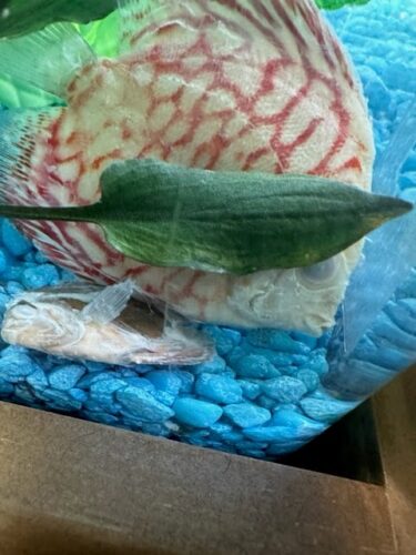 Super Carnation Checkerboard Pigeon Discus, Thick Line photo review