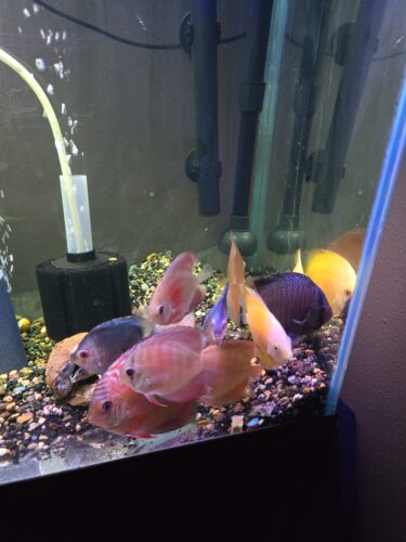 Red Alenquer Cross Discus photo review