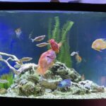 Corydoras Brevirostris High Fin photo review