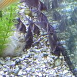 Corydoras Brevirostris High Fin photo review