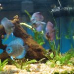 Striated Cobalt Discus photo review