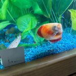 Fiamma Rossa Discus photo review