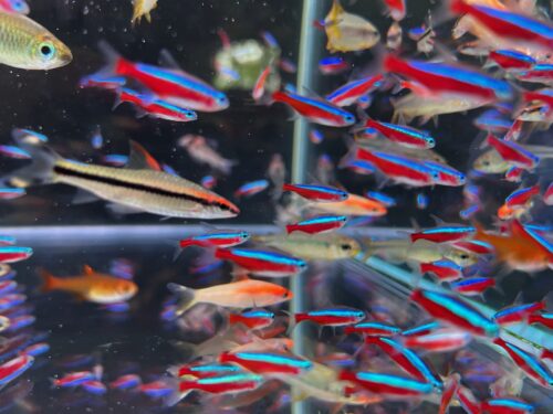 Cardinal Tetra (As seen at National Aquarium), Fat AAA Grade photo review