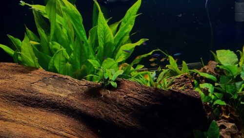 Cardinal Tetra (As seen at National Aquarium), Fat AAA Grade photo review