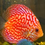 Red Eagle Discus, Honeycomb Pattern photo review