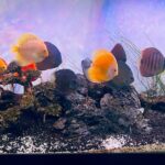 Discus Icons Collection: The Most Classic Discus of All Time, 9x photo review