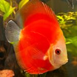 Classic Red Diamond Discus photo review