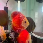 Discus Icons Collection: The Most Classic Discus of All Time, 9x photo review