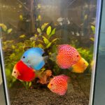Golden Pigeon Leopard Discus, White Base photo review