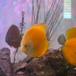 Discus Icons Collection: The Most Classic Discus of All Time, 9x photo review