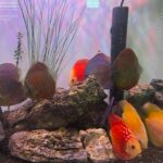Discus Icons Collection: The Most Classic Discus of All Time, 9x photo review