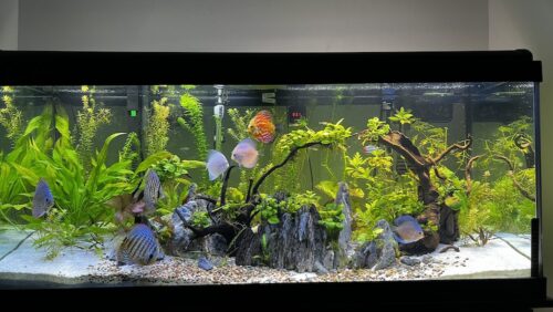 Snow White Discus photo review