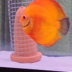 Mandarin Passion Discus photo review