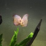 Golden Leopard Discus, Light Base photo review