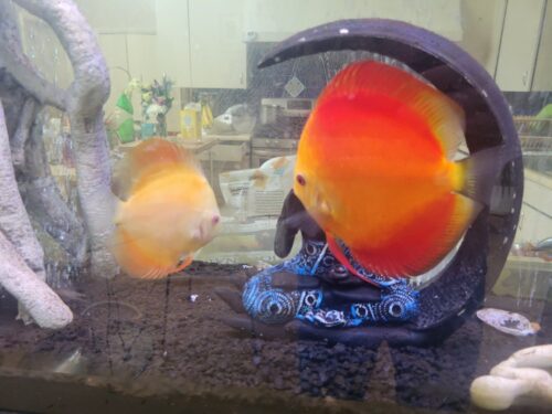 Fuji Red Discus photo review