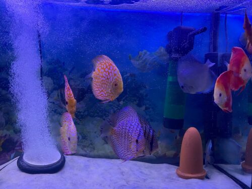 Neon Sapphire Discus photo review