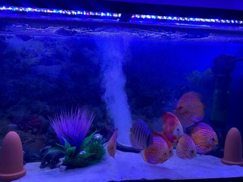 Checkerboard Pigeon Discus, Thick Pattern, Proven Breeding Pair photo review