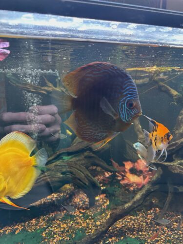 High Bodied Brilliant Blue Turquoise Discus photo review