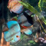 Blue Mercury Discus photo review