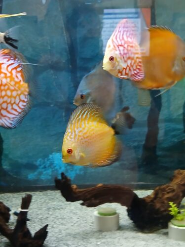 Golden Pearl Pigeon Snakeskin Discus photo review