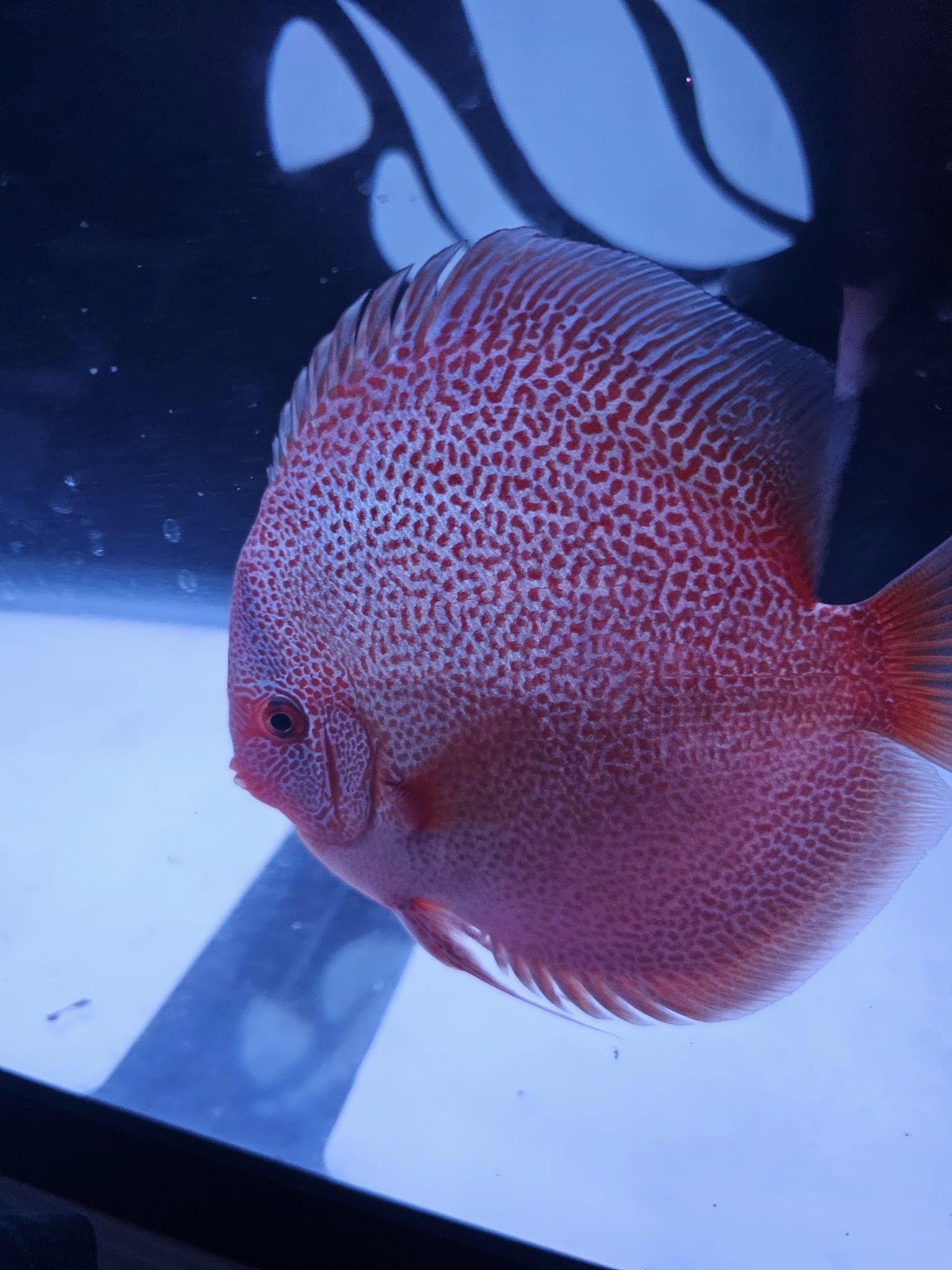 Panthera Eruption Discus, Red Base - Image 3